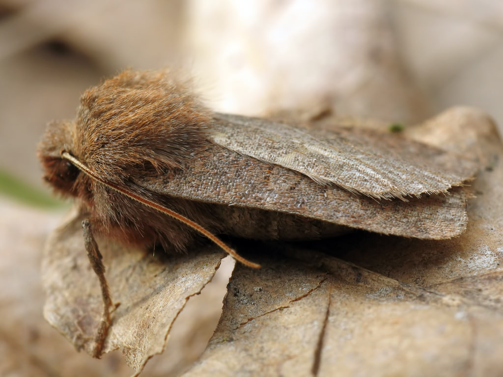 Conistra vaccinii (Linnaeus, 1761)